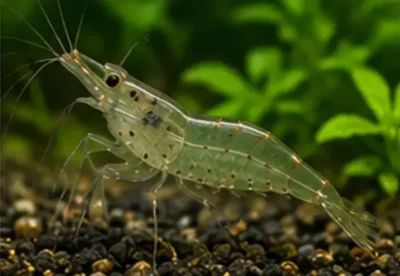 Ghost Shrimp