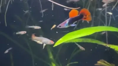 Guppies and fry 