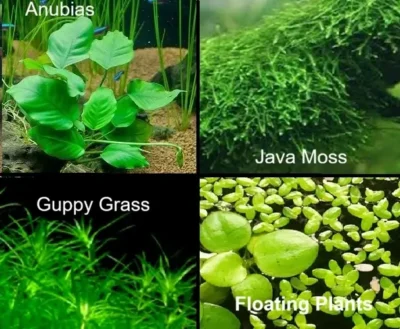 Plants for guppy fish
