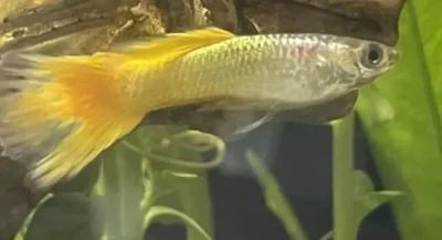 Guppy losing color in tail 