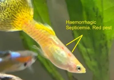 Haemorrhagic Septicemia also called red pest on guppies fish