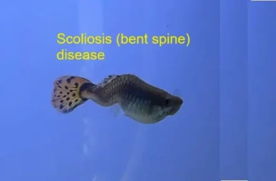 Scoliosis bent spine guppy fish 