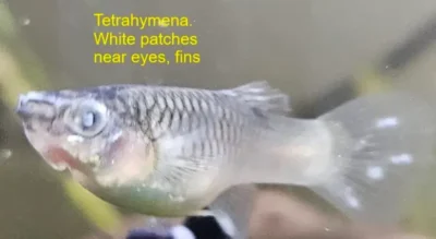Tetrahymena , parasite in guppy 