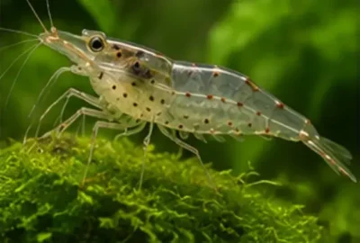 amano shrimp