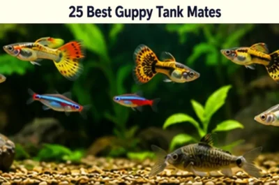 best guppy tankmates 