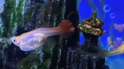 bloated guppy fish 