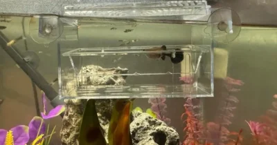  guppy in breeder box in aquarium tank 
