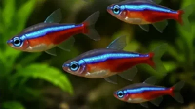 cardinal tetras