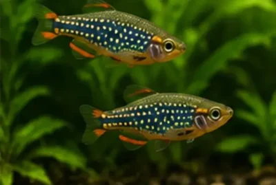 celestial pearl danios