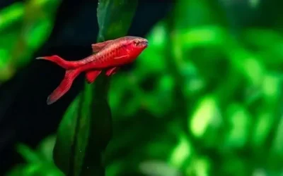 chery barb fish