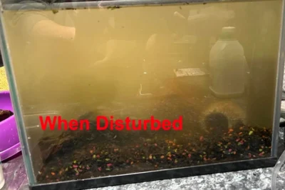 disturbed gravel fish tank