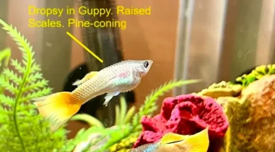 dropsy in guppy fish
