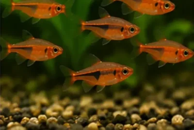 ember tetras