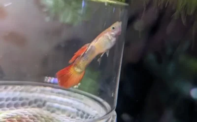 Faded Guppy fish