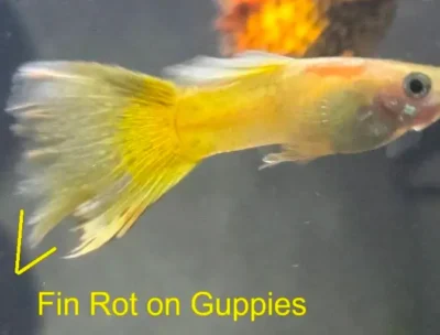 fin rot in guppy fish