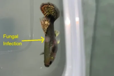 fungal infection on guppy 