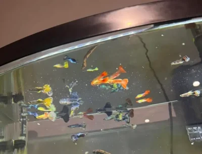 guppies gasping at the top of the tank