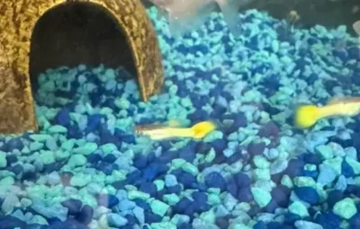 stressed guppy sitting at the bottom