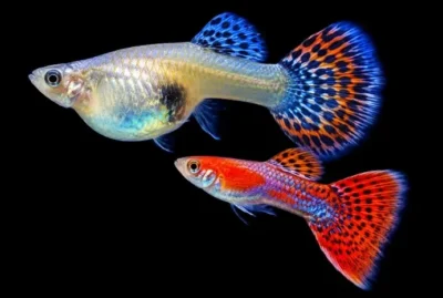 guppies mating behaviour 