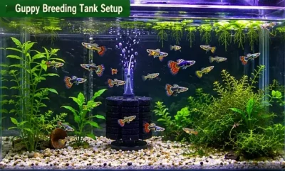 guppy breeding tank setup 
