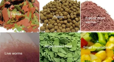 Guppy Fish food types 