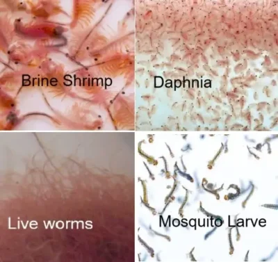 worms, dalphnia,mosquito larve, brine shrimp