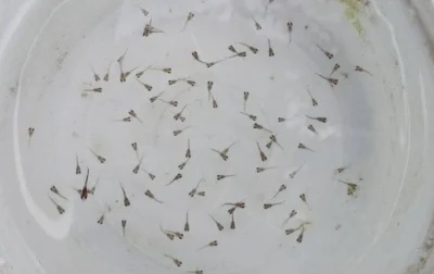 new born guppy fry