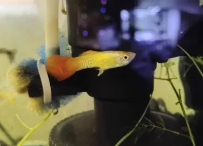 guppy ifsh hiding under filter