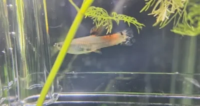 Guppy with lost color