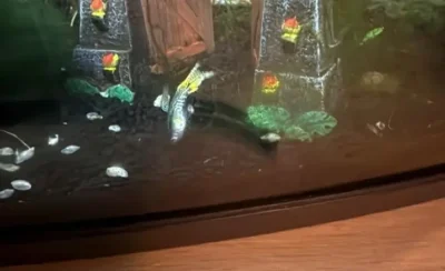guppy swimming upside down