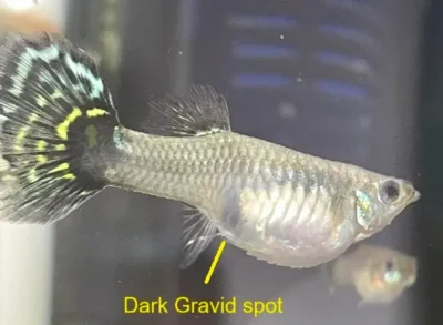 pregnant guppy with dark gravid spot 