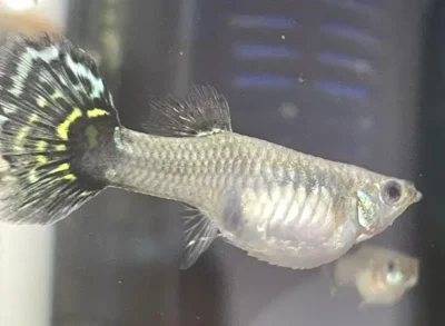guppy with dropsy and mild pineconing 