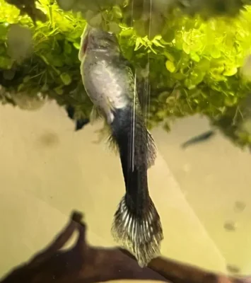 guppy with swim bladder problem 