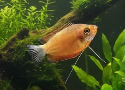 honey gourami fish
