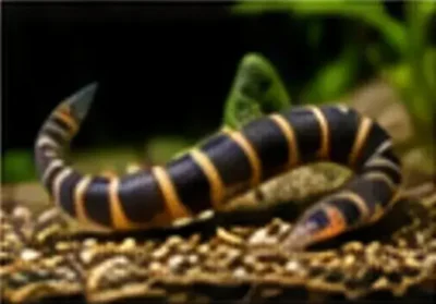 kuhli loaches