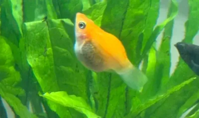 molly fish 