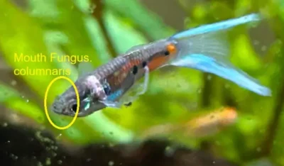 mouth fungus in guppy fish 