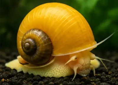 mystery snail