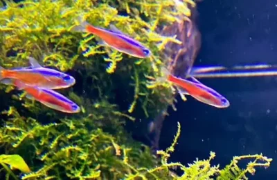 neon tetra fish 
