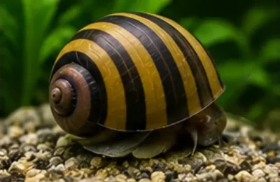 nerite snail