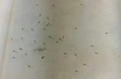 one day old guppy fry 