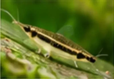 otocinclus catfish