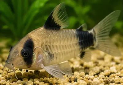 panda corydoras