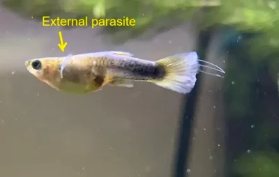 parasites on guppy fish