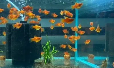 platies 
