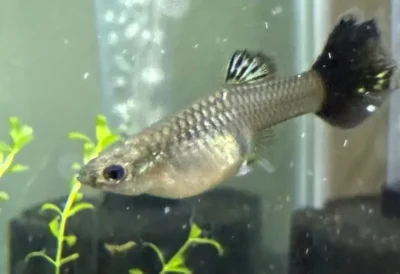 pregnant guppy with swollen belly