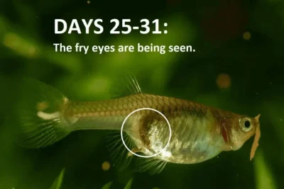 pregnant guppy with visible fry eyes