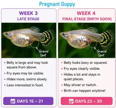 pregnant guppy week 3 by week4 