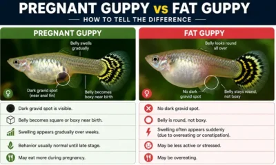 pregnant vs fat guppy 