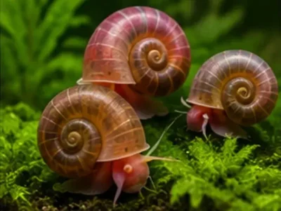 ramshorn snails